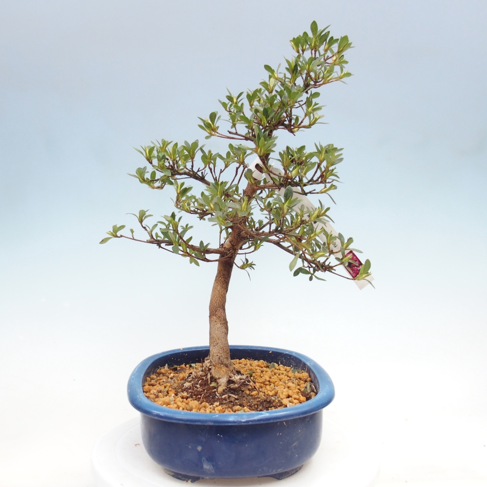 Bonsai da esterno - Azalea giapponese - Azalea MURASAKI
