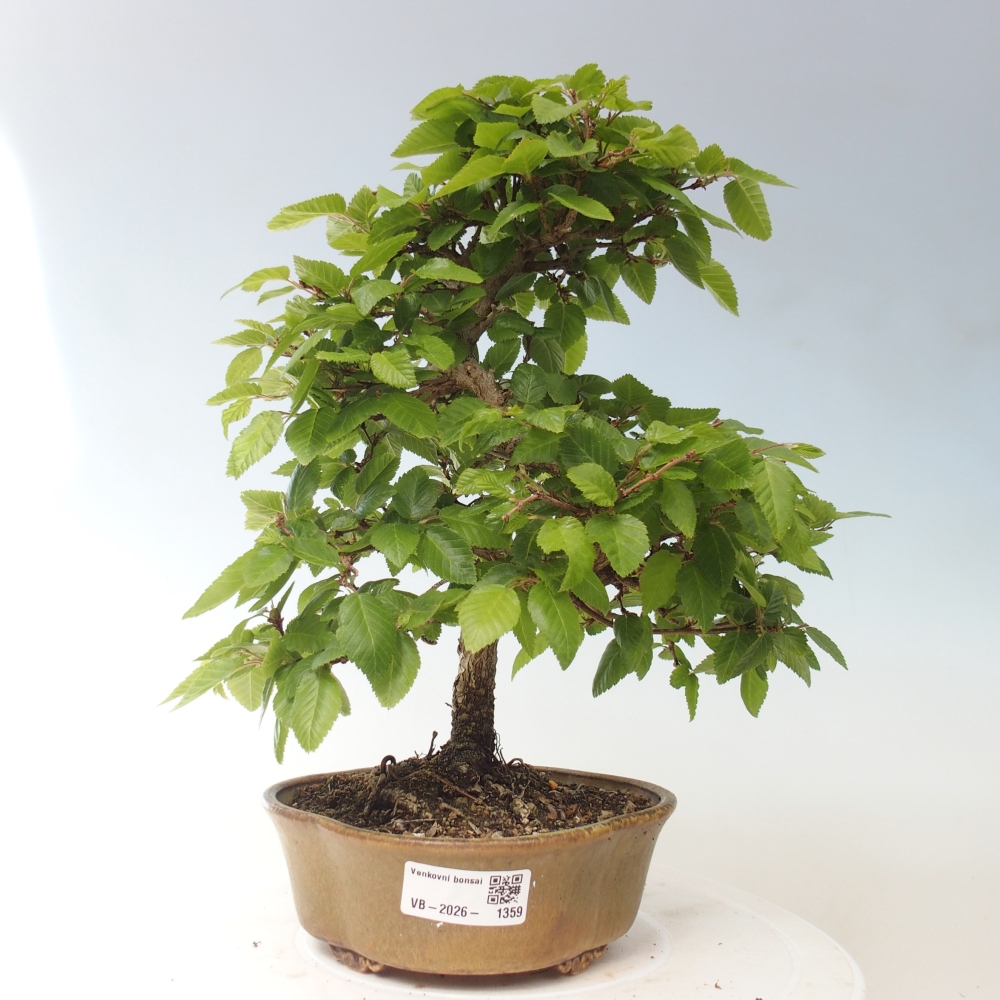Bonsai da esterno -Carpinus CARPINOIDES - Carpino coreano
