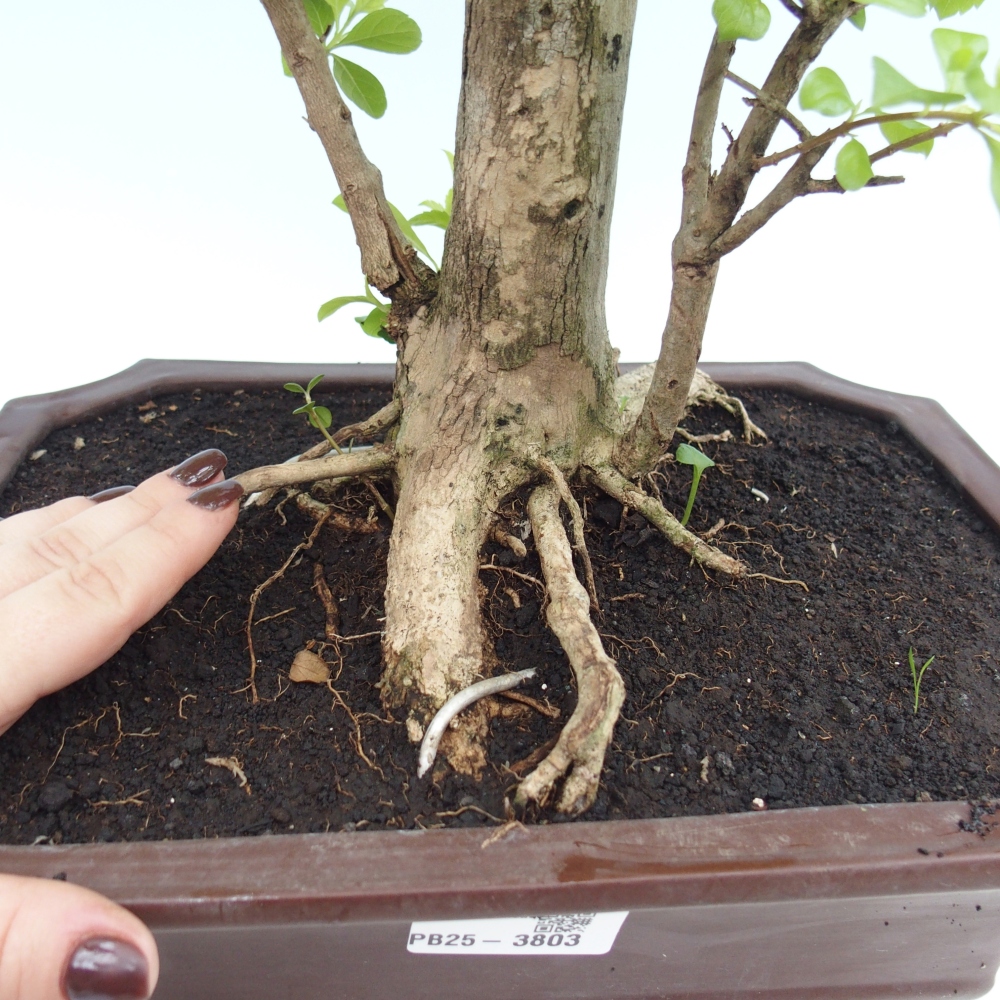 Camera bonsai - Duranta erecta Aurea