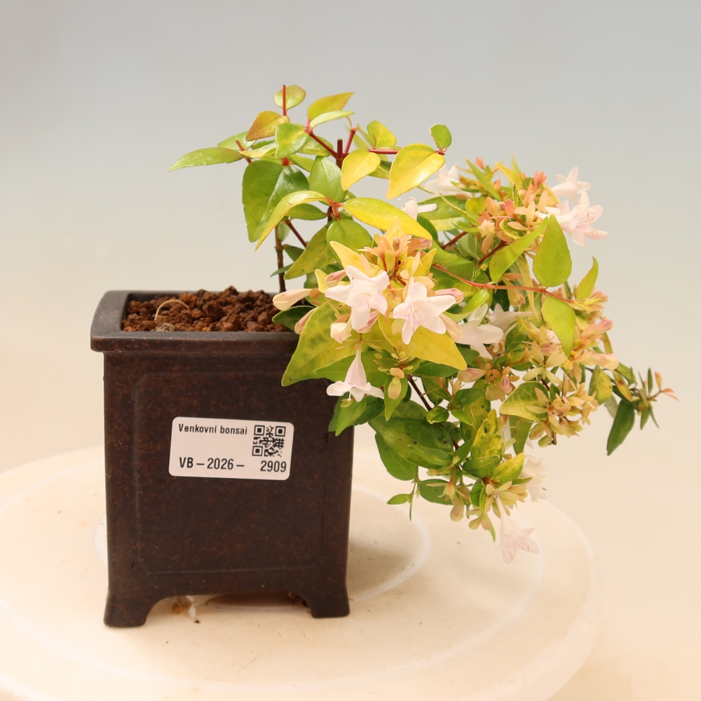 Bonsai da esterno - Abelia gr. Kleidoscope - Abelia a fiore grande