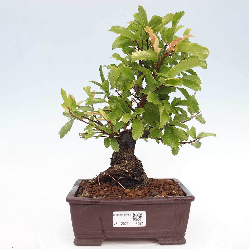 Bonsai da esterno - Zelkova - Zelkova NIRE
