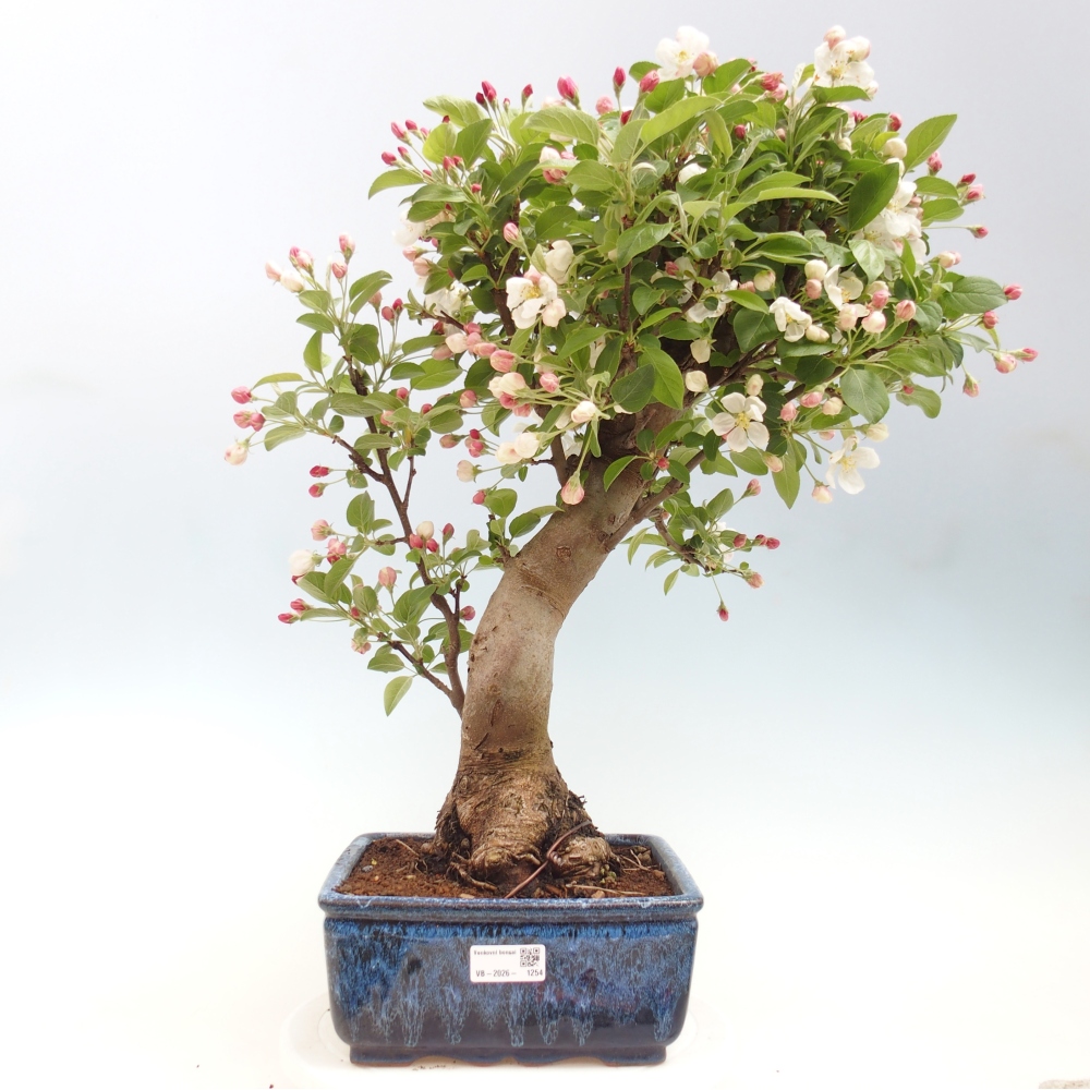 Bonsai da esterno -Malus halliana - Melo a frutto piccolo
