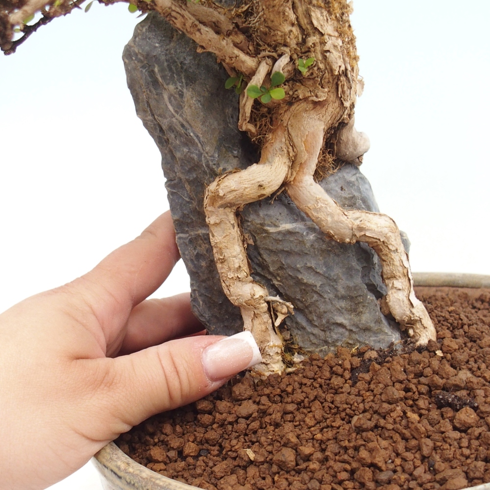 Bonsai da esterno - Berberis coreana