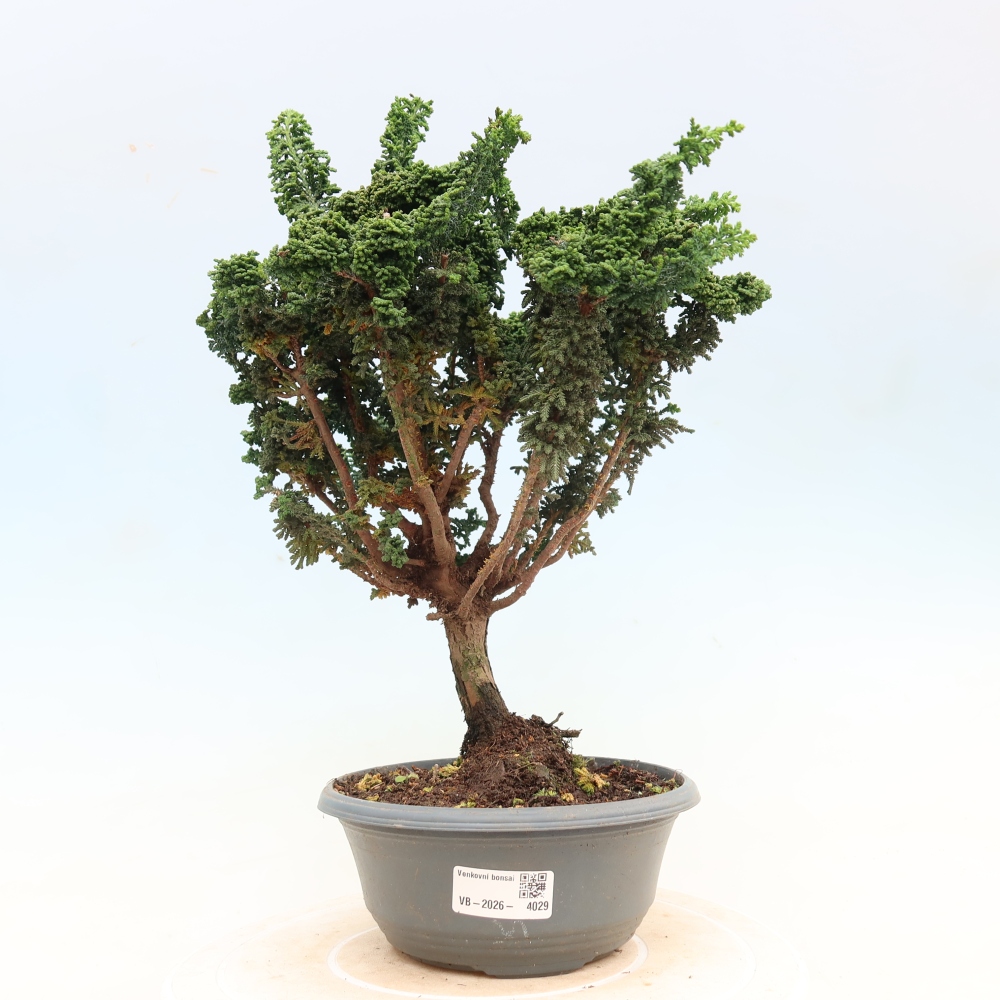 Bonsai da esterno - Cham. obtusa SEKKA HINOKI - Cipresso