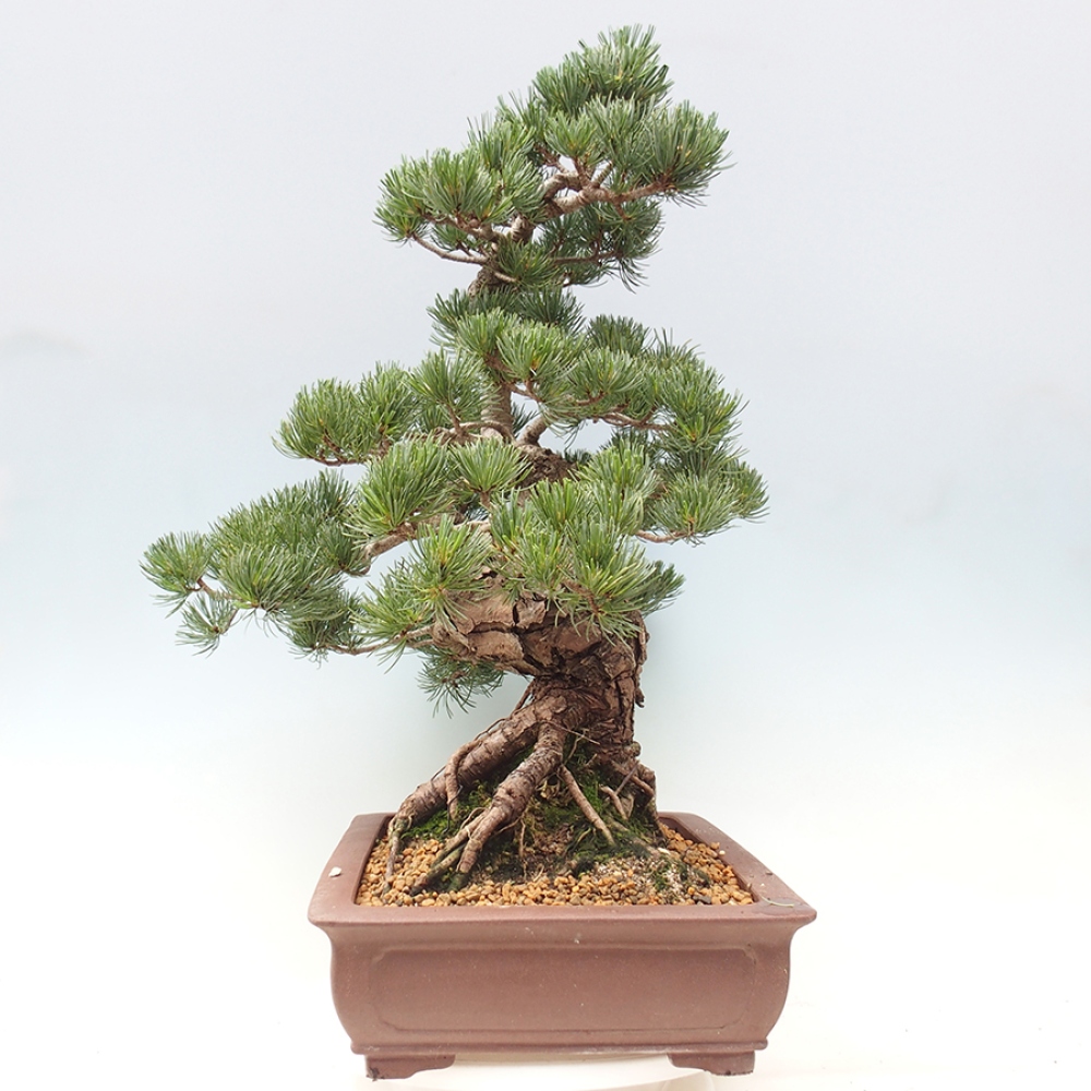 Bonsai da esterno - Pinus parviflora - Pinus parviflora