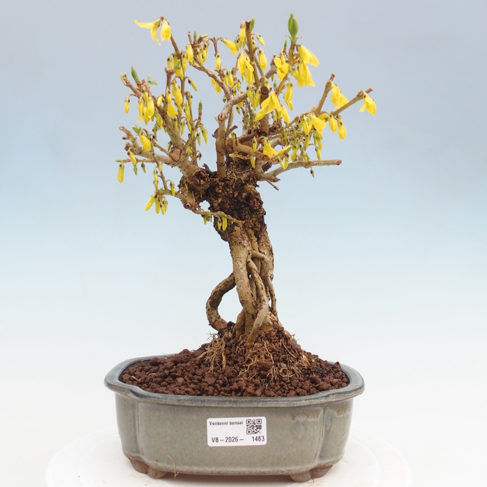 Bonsai da esterno - Zlatice - Forsythia koreana