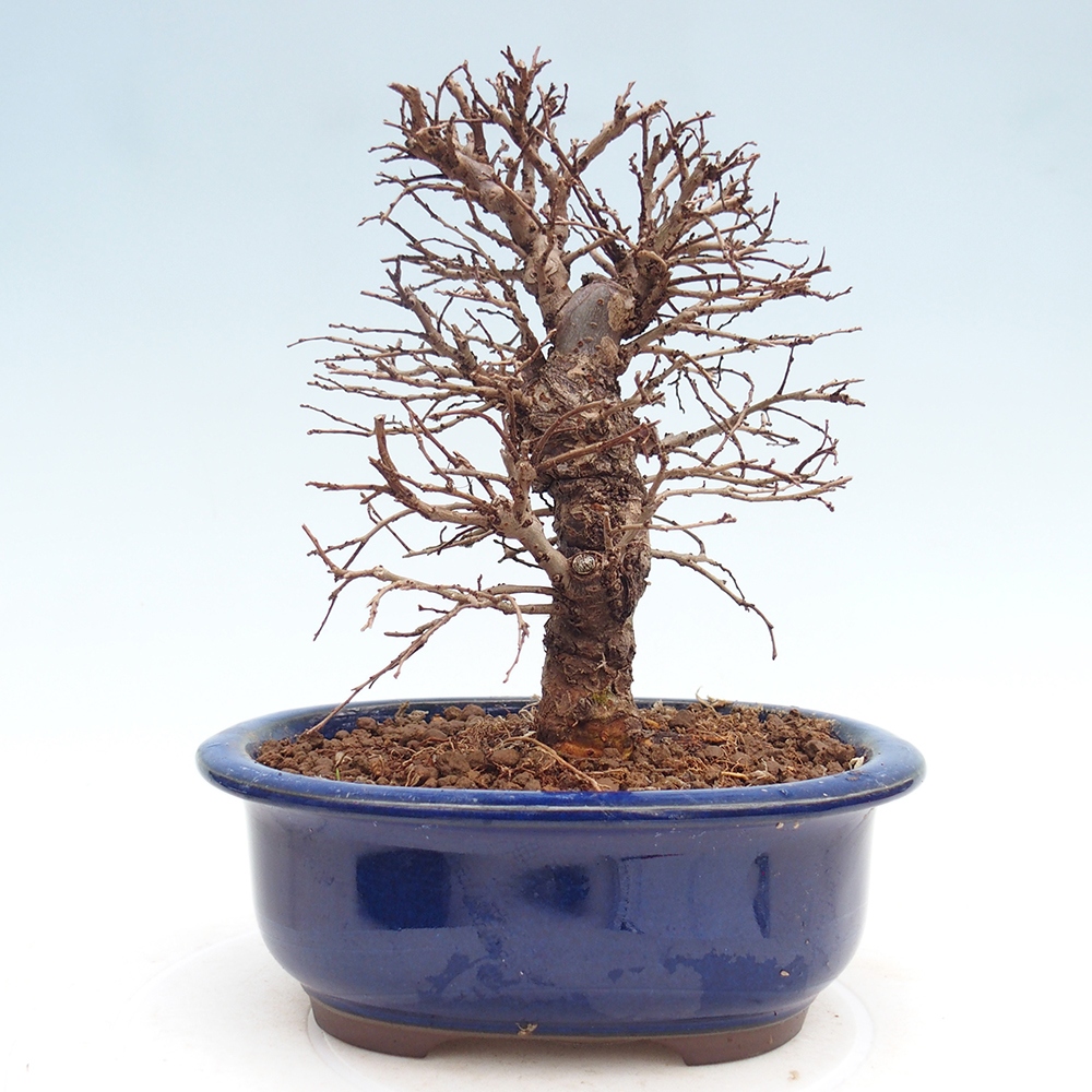 Bonsai da esterno - Zelkova - Zelkova NIRE