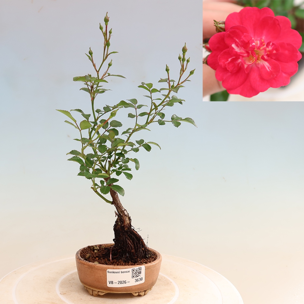 Bonsai da esterno - Rosa Kordes - rosa