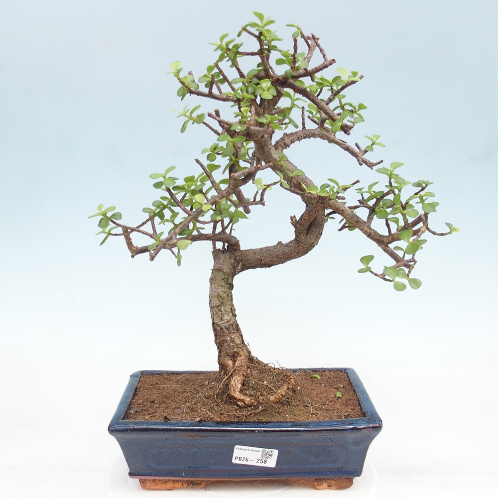 Camera bonsai - Portulakaria Afra - Tlustice