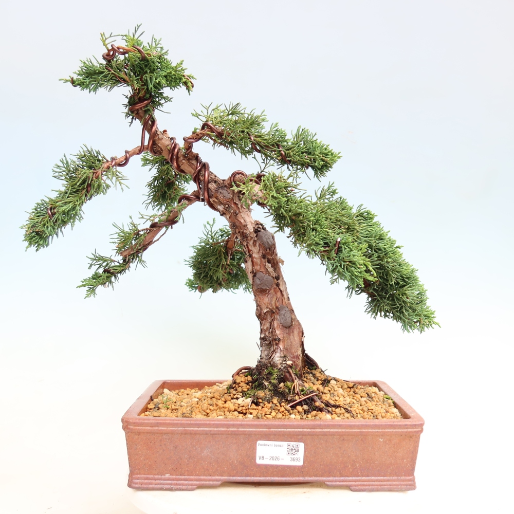 Bonsai da esterno - Juniperus chinensis Kishu