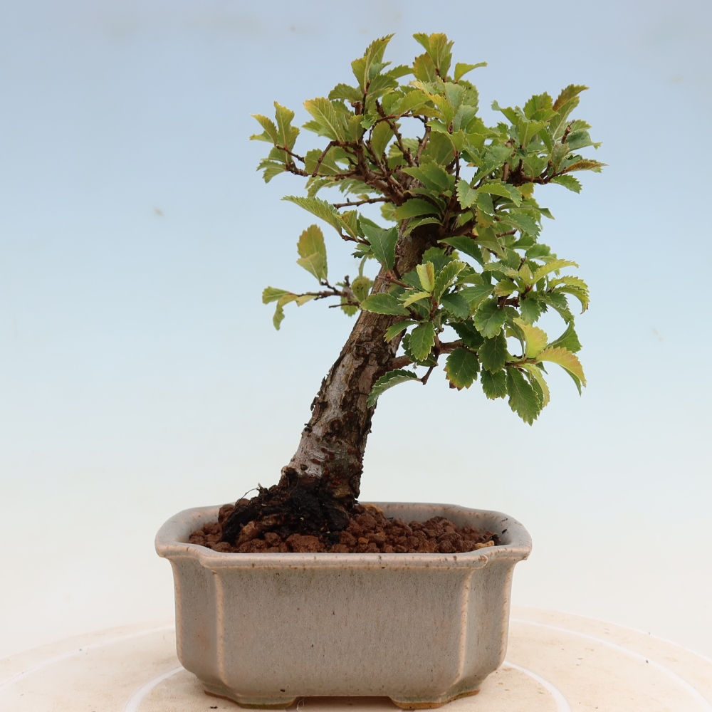 Bonsai da esterno - Zelkova - Zelkova NIRE