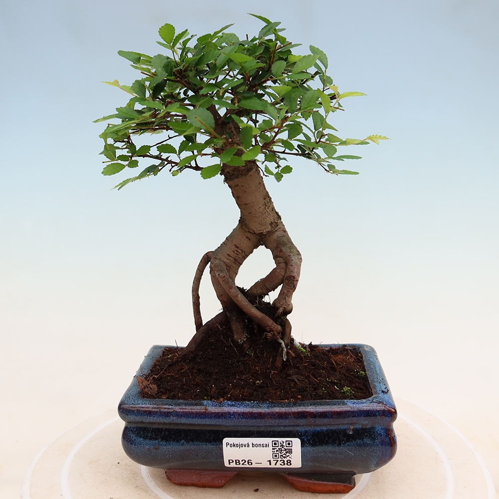 Camera bonsai - Ulmus parvifolia - Olmo a foglie piccole