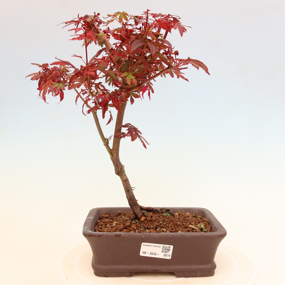 Bonsai da esterno - Acero palmatum - Acer palmatum Berry Broom 