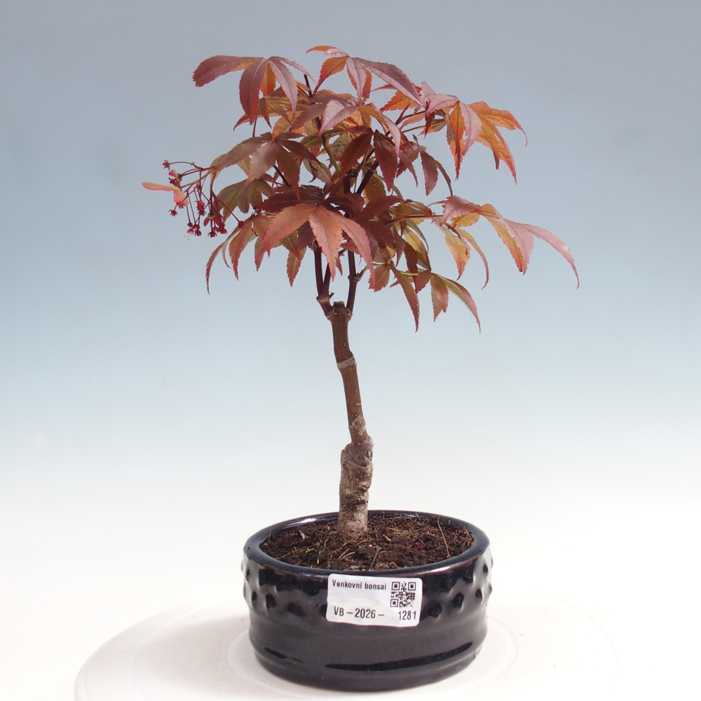 Bonsai da esterno - Palma Acer. Atropurpureum-Javor palmate