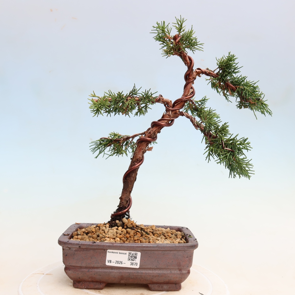 Bonsai da esterno - Juniperus chinensis Kishu