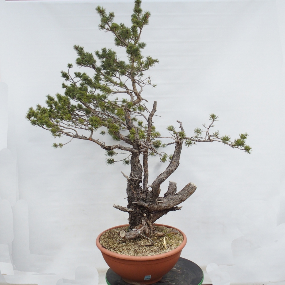 Yamadori - Pinus sylvestris Spagna