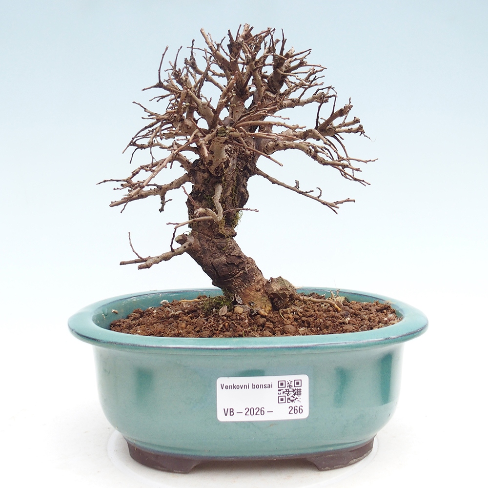 Bonsai da esterno - Zelkova - Zelkova NIRE