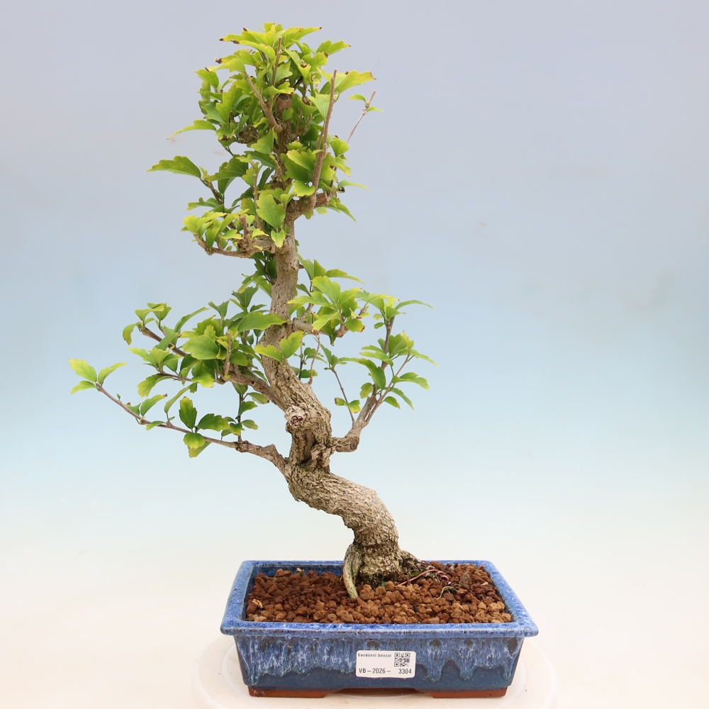 Bonsai da esterno - Hibiscus syriacus - Ibisco siriano
