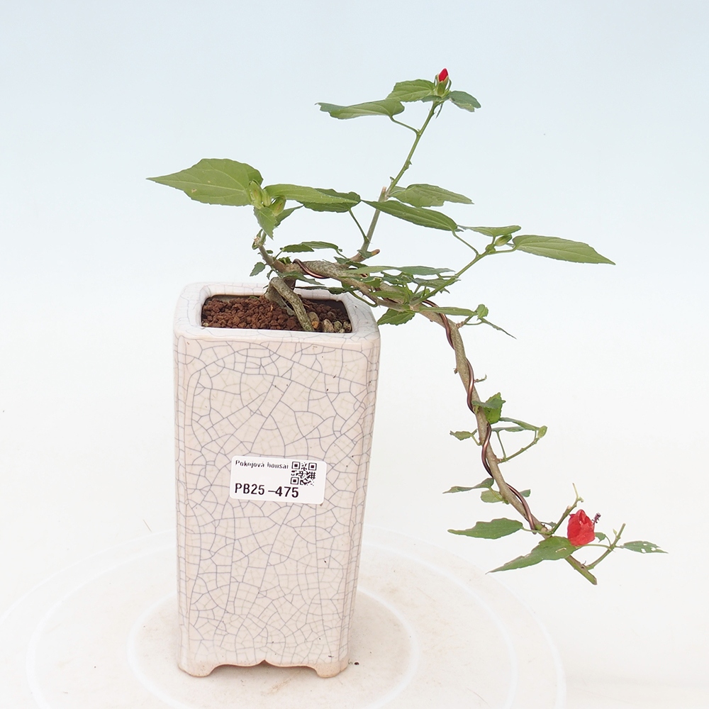 Bonsai da interno - Malvaviscus arboreus