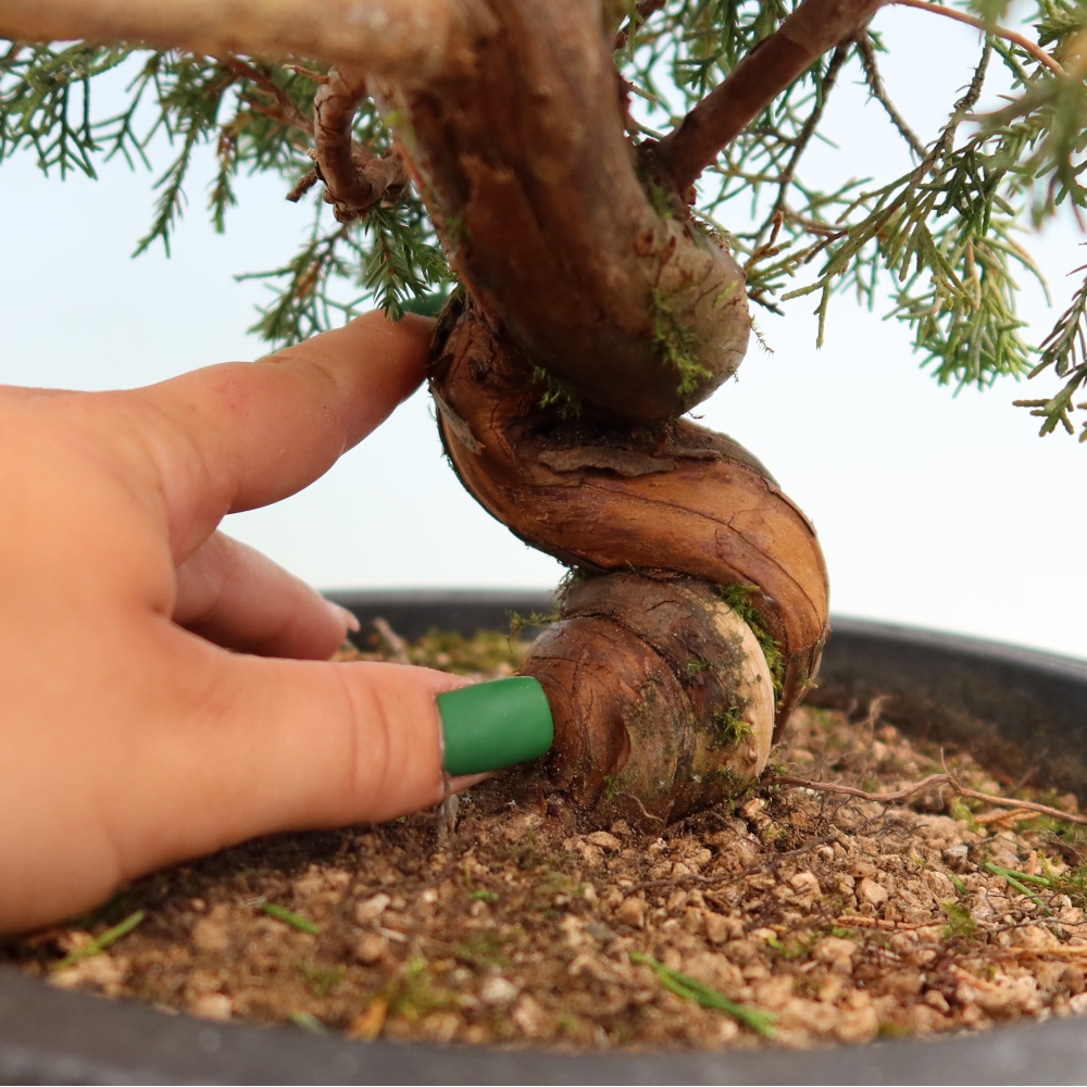 Bonsai da esterno - Juniperus chinensis Itoigawa-Juniperus chinensis
