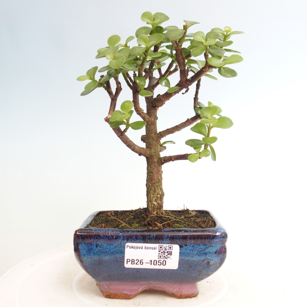 Camera bonsai - Portulakaria Afra - Tlustice