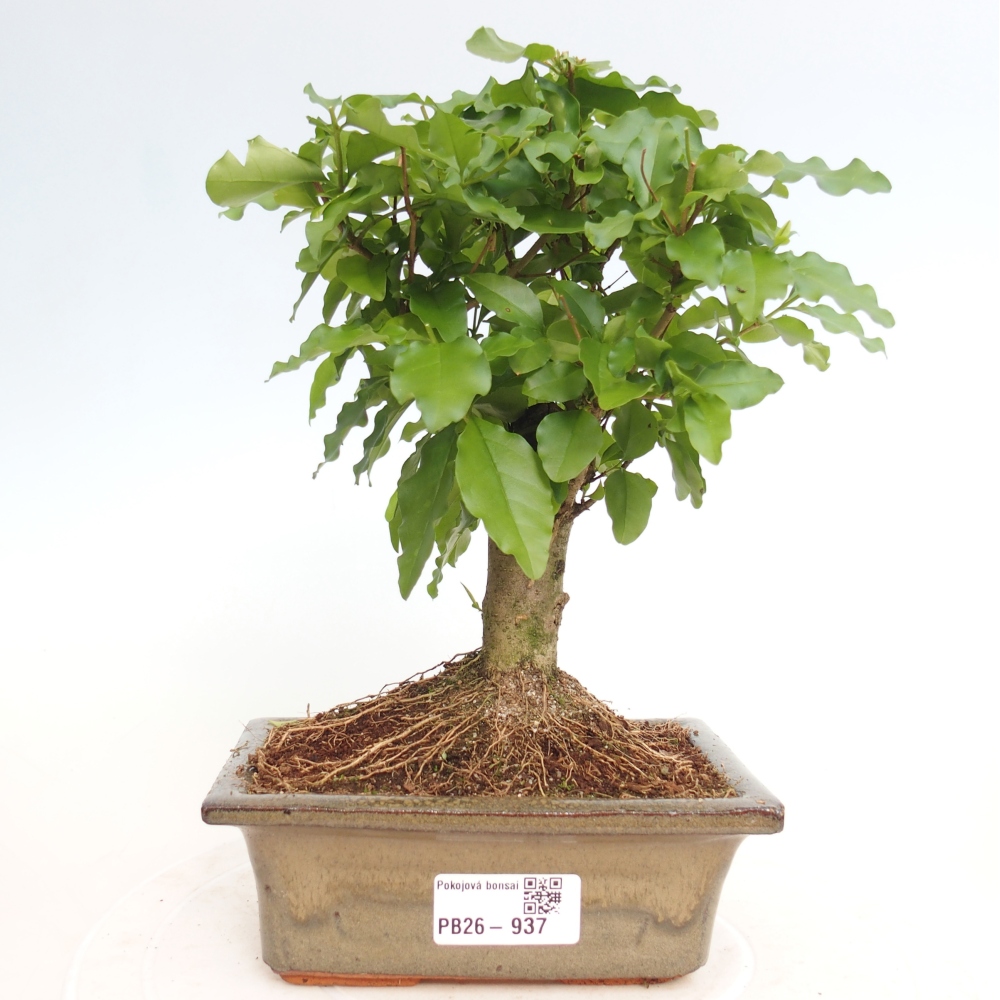 Camera bonsai -Ligustrum chinensis - Becco d'uccello