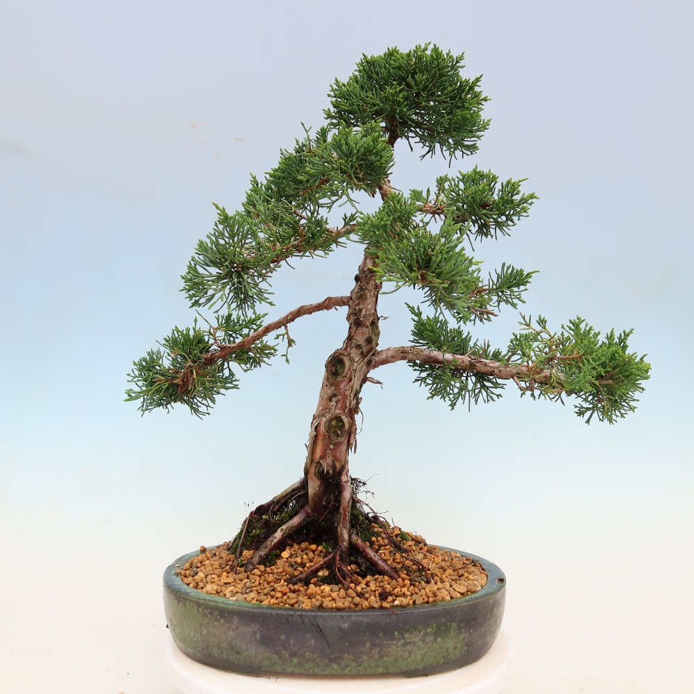 Bonsai da esterno - Juniperus chinensis Kishu