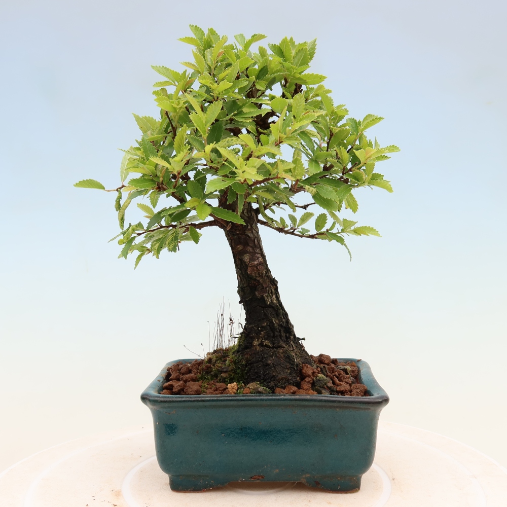 Bonsai da esterno - Zelkova - Zelkova NIRE