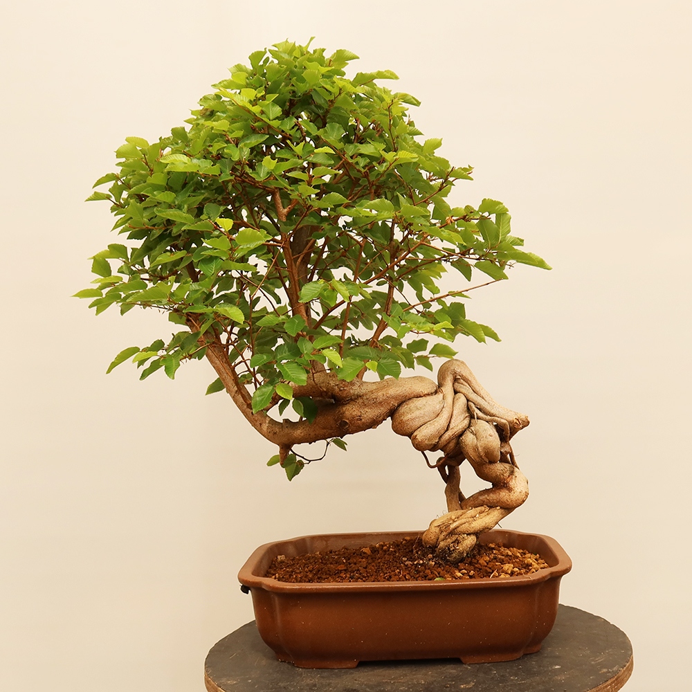 Bonsai da esterno -Carpinus Coreana - Carpino coreano