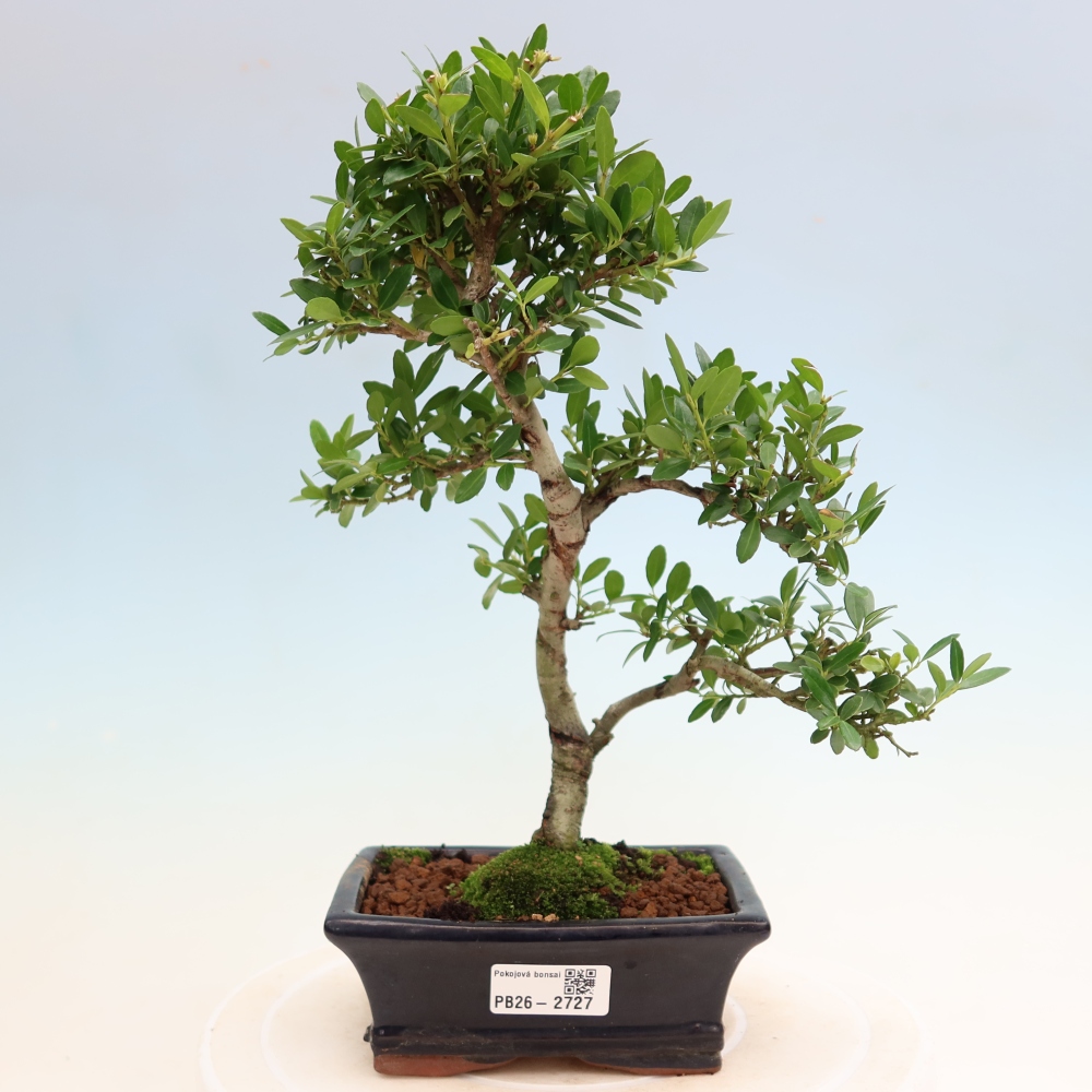 Camera bonsai - Ilex crenata - Agrifoglio