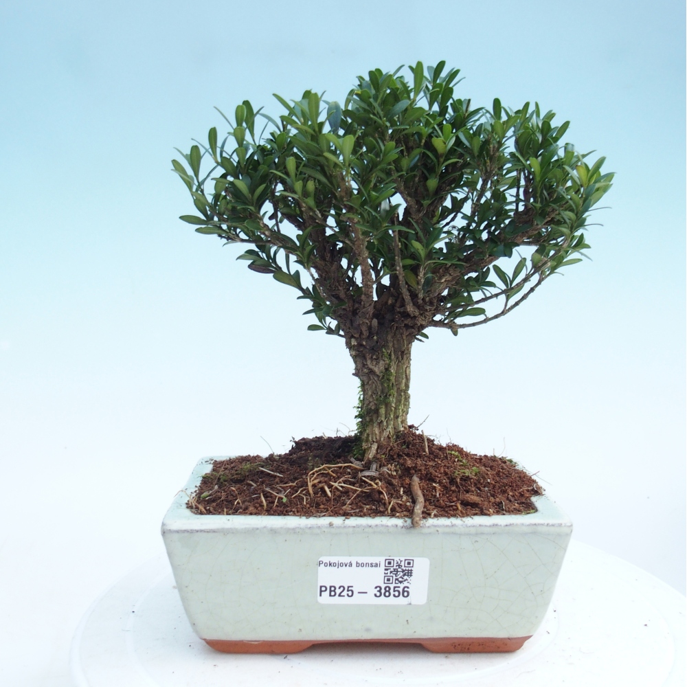 Camera bonsai - Buxus harlandii - buxus da sughero