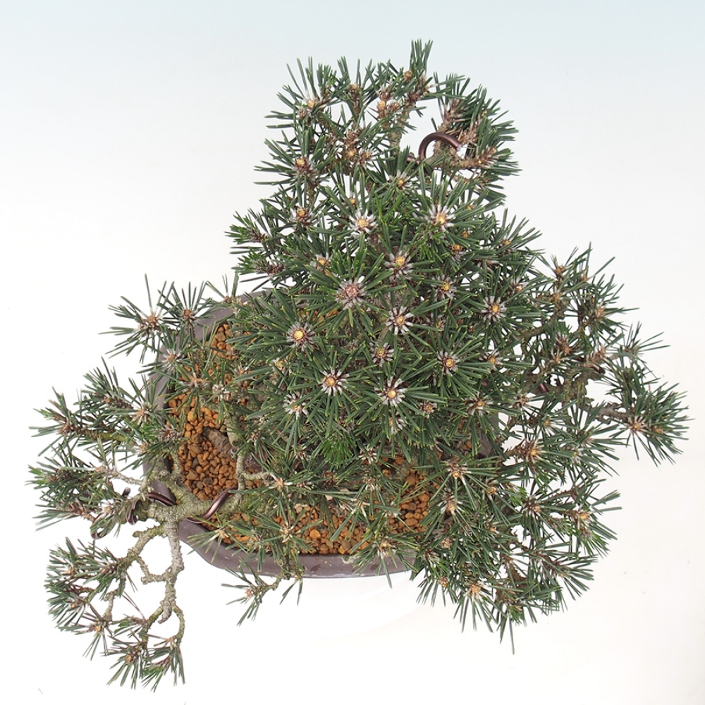 Bonsai da esterno - Pinus thunbergii Kotobuki - Pino di Thunberg