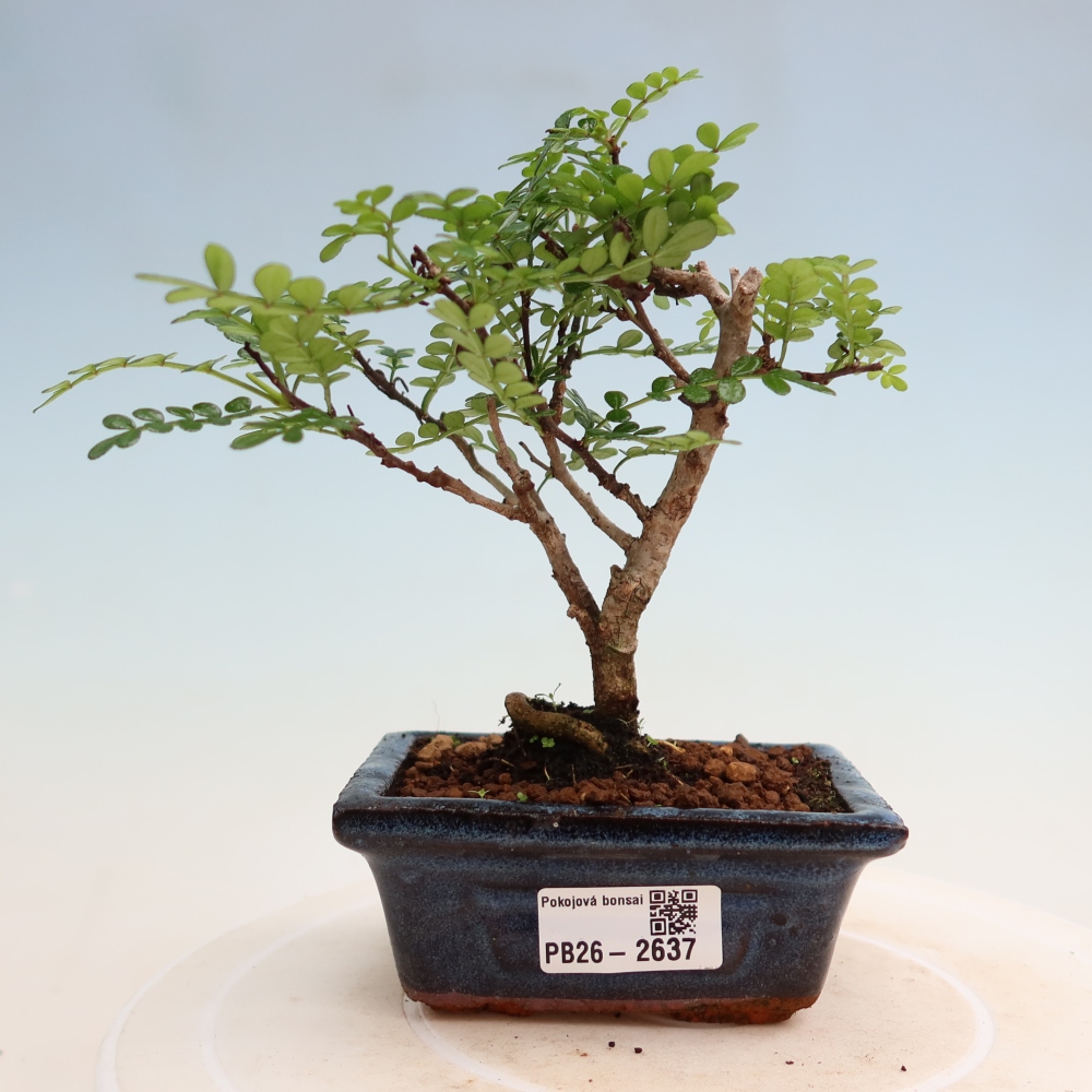 Camera bonsai - Zantoxylum piperitum - albero del pepe