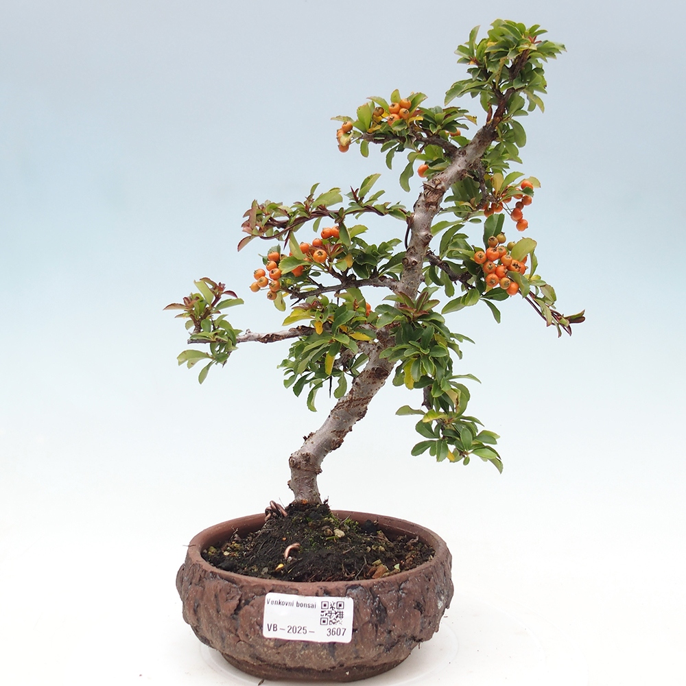 Bonsai da esterno-Pyracantha Teton -Hlox
