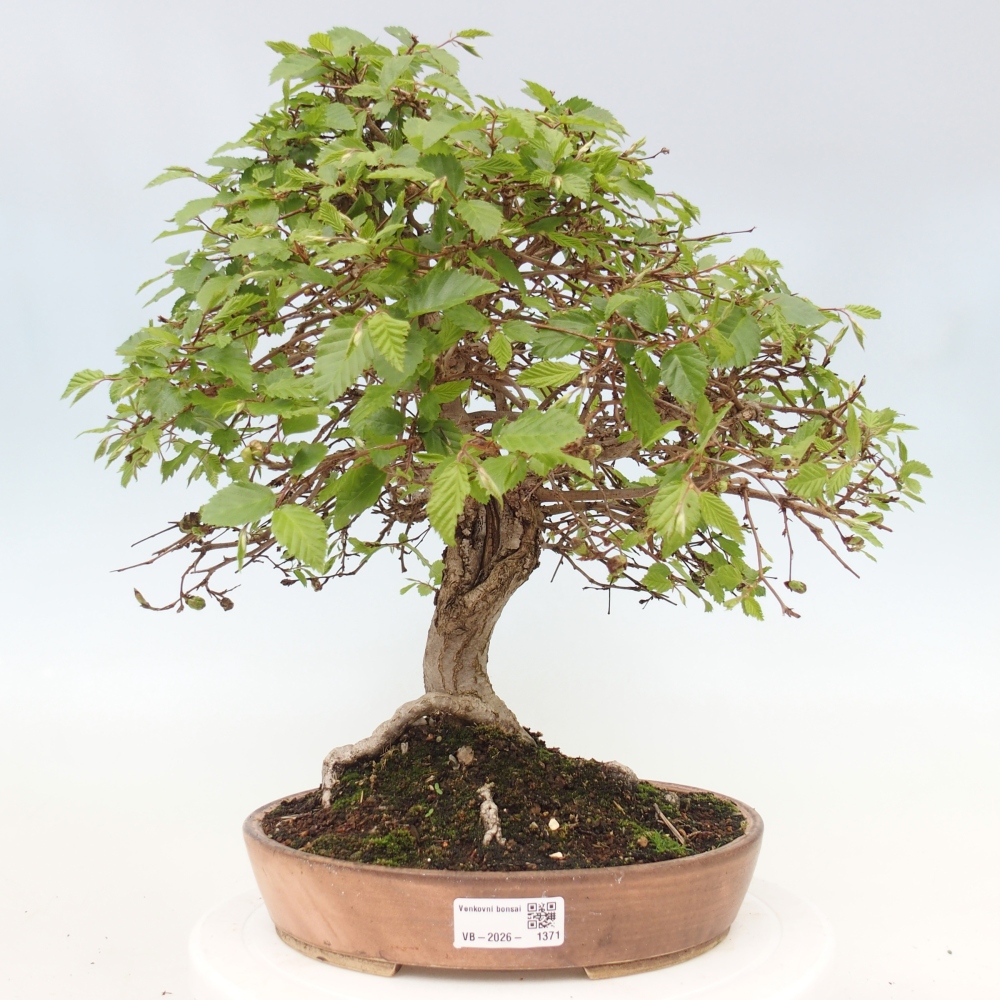 Bonsai da esterno -Carpinus CARPINOIDES - Carpino coreano