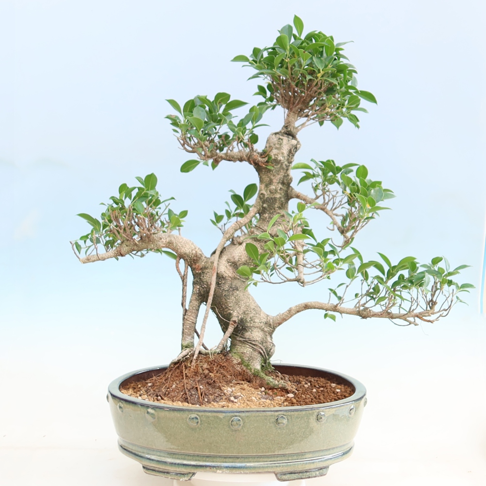 Camera bonsai - Ficus kimmen - ficus a foglie piccole