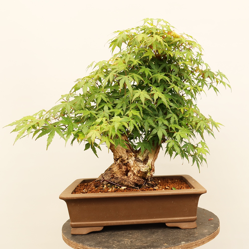 Bonsai da esterno - Acero palmatum - Palme