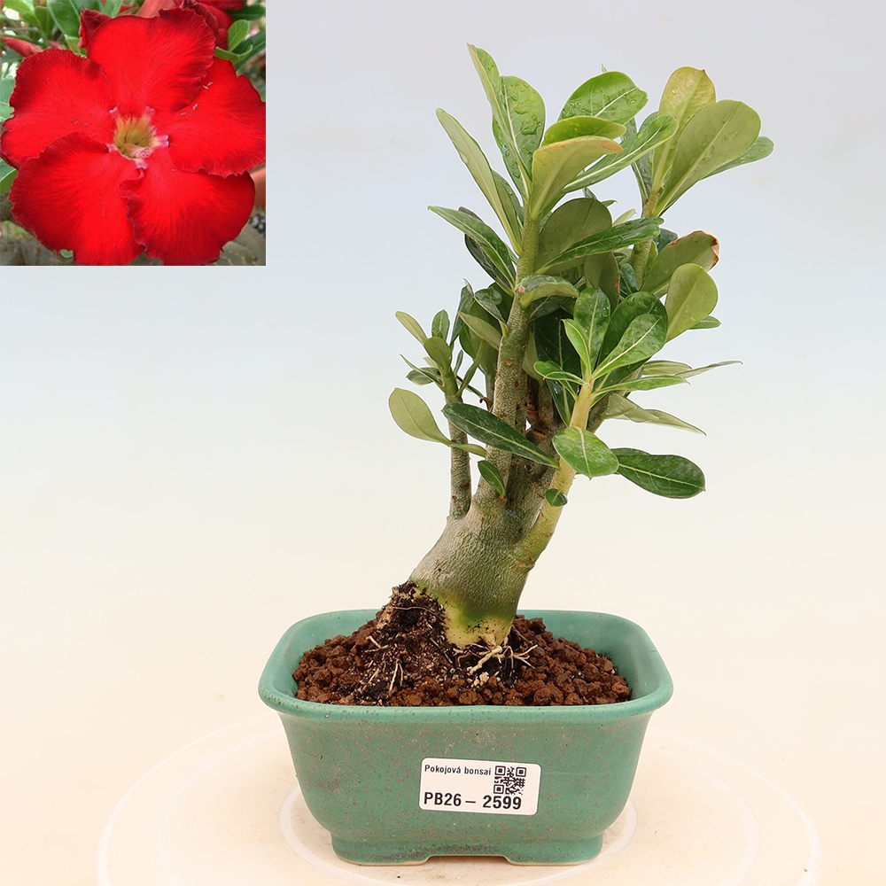 Bonsai da interno - Adenium obesum Red Star - Rosa del deserto
