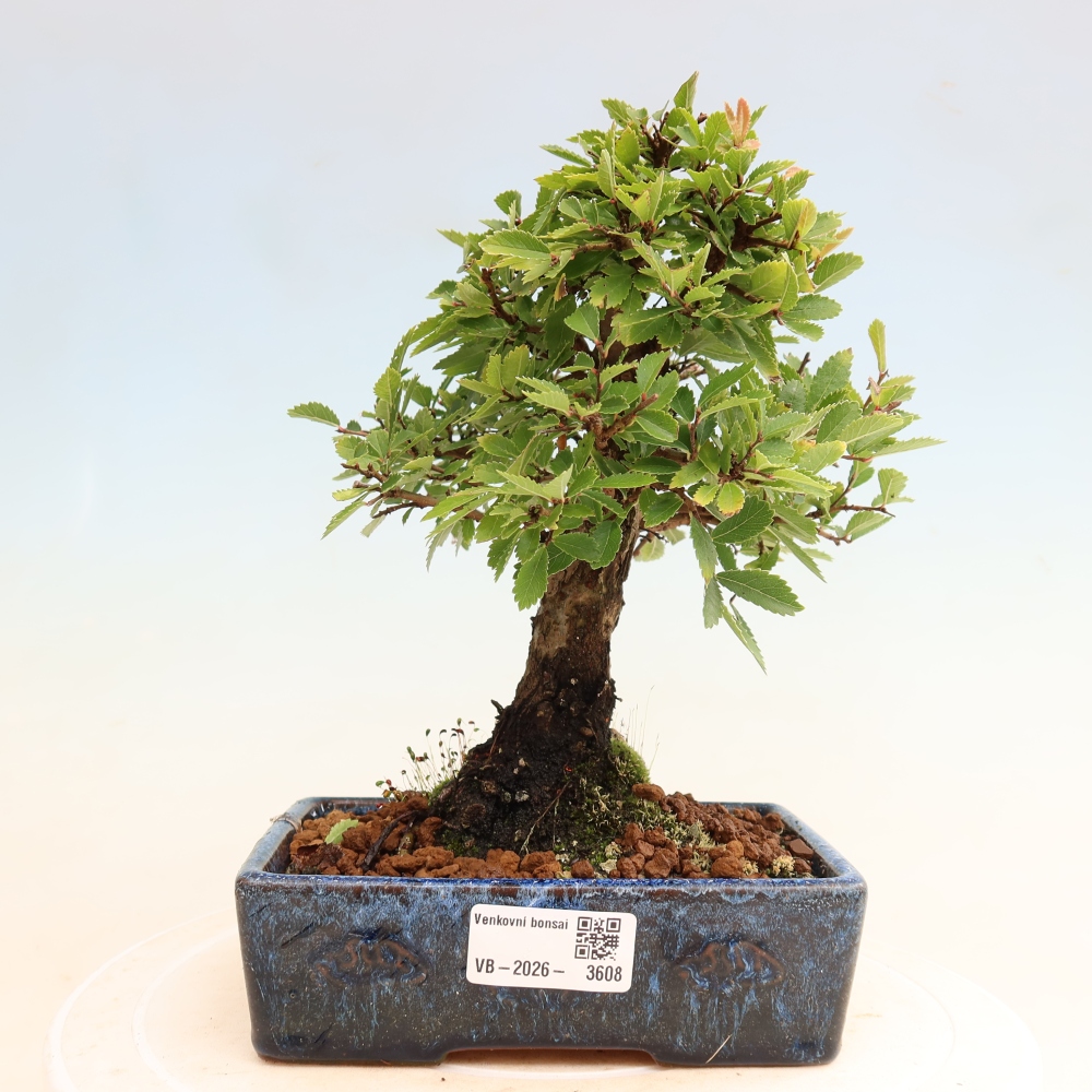 Bonsai da esterno - Zelkova - Zelkova NIRE
