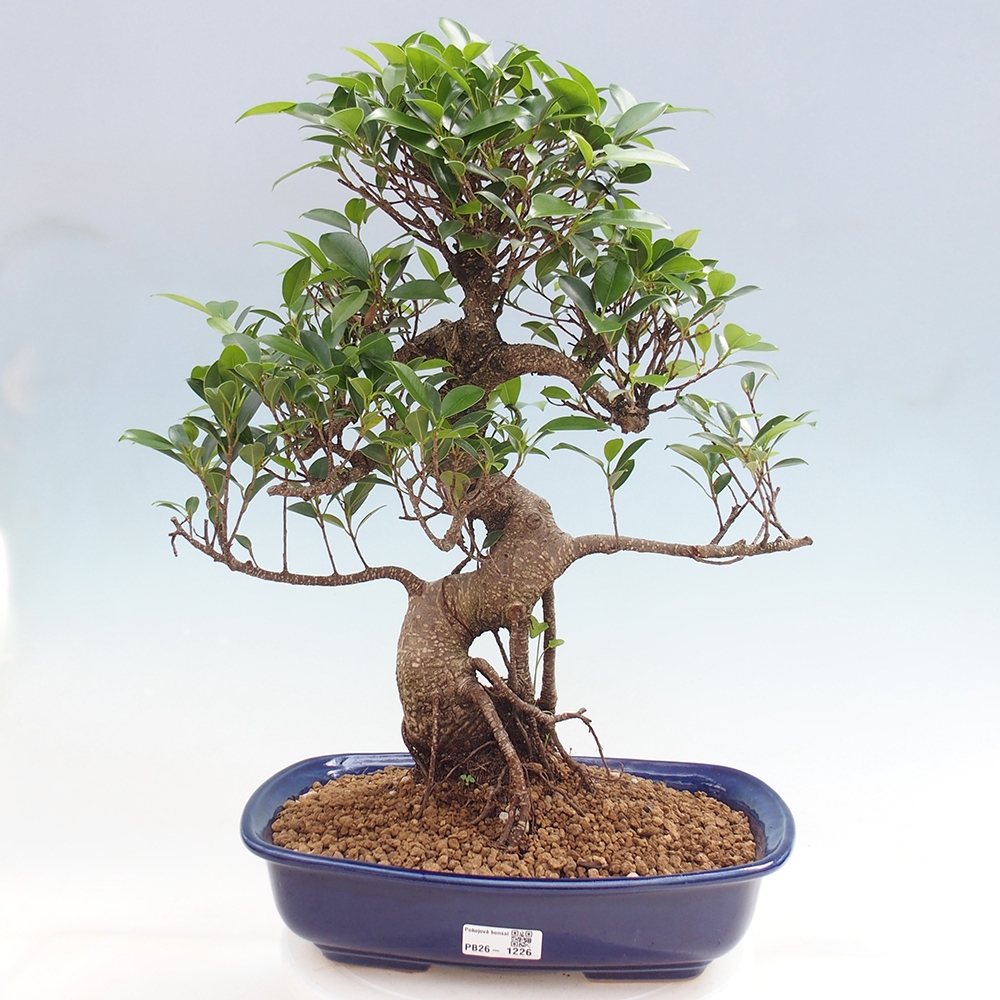 Camera bonsai - Ficus kimmen - ficus a foglie piccole