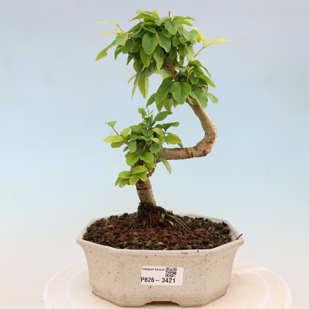 Camera bonsai -Ligustrum chinensis - Becco d'uccello