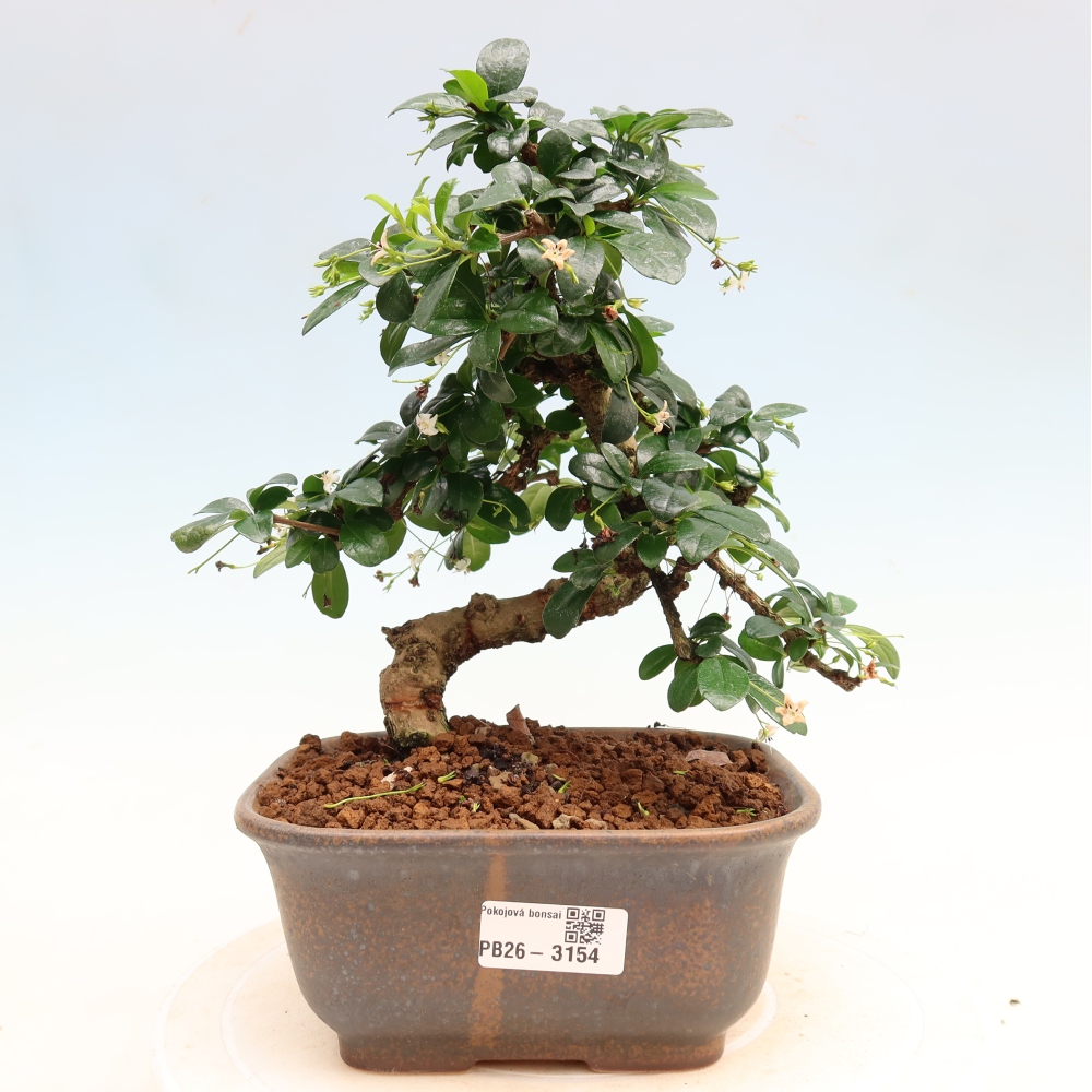 Camera bonsai - Carmona macrophylla - Tea fuki