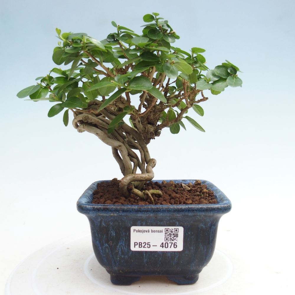 Bonsai da interno - Premna serratifolia - Kozlovna malolista