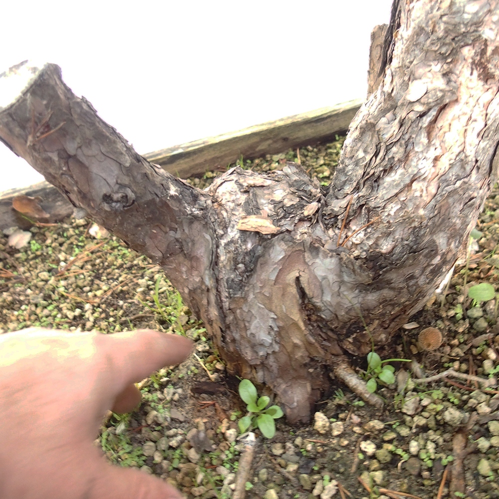 Yamadori - Pinus sylvestris Spagna