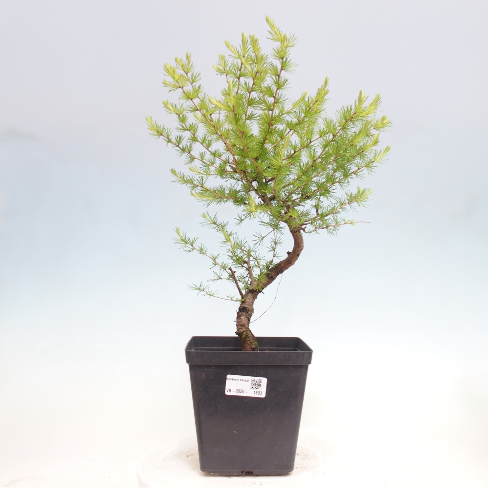 Bonsai da esterno -Larix decidua - Larice