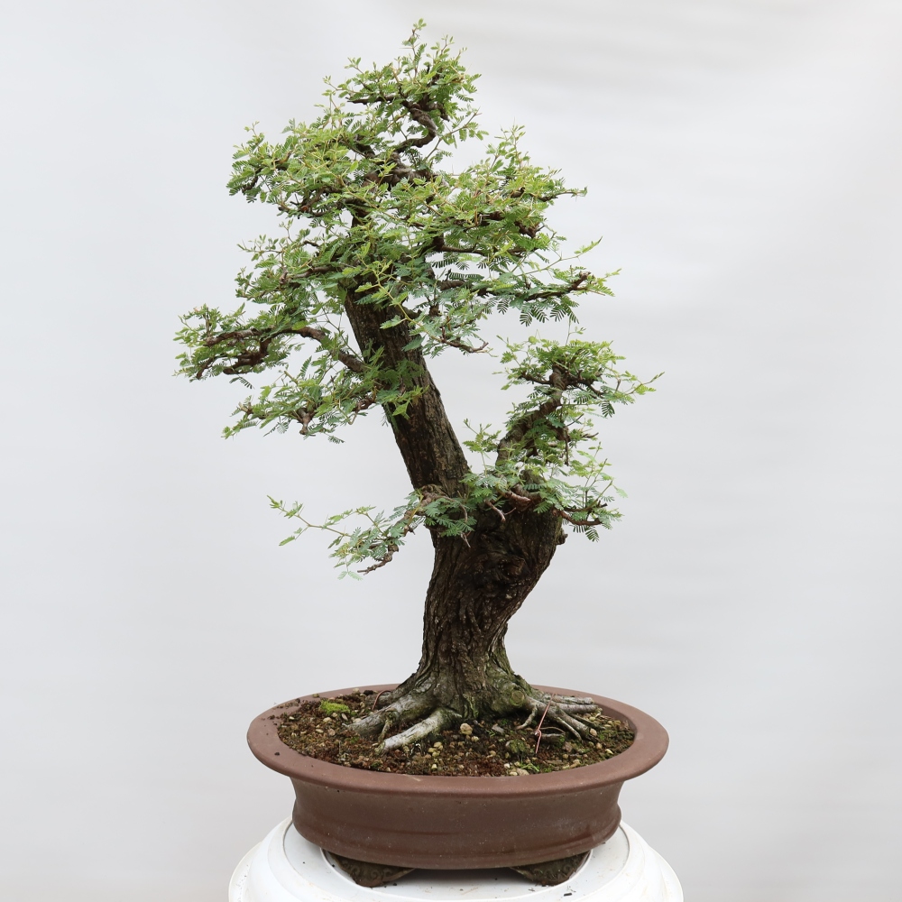 Camera bonsai - Acacias Arabica