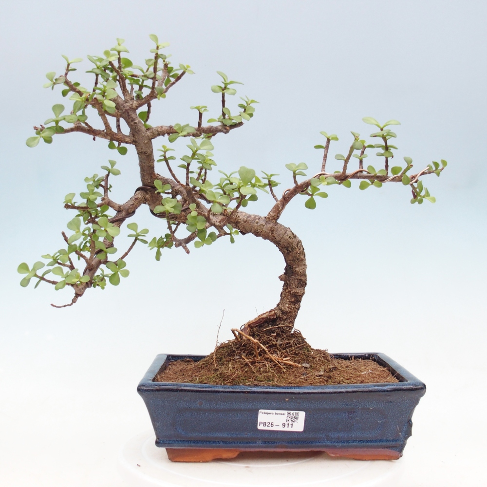Camera bonsai - Portulakaria Afra - Tlustice