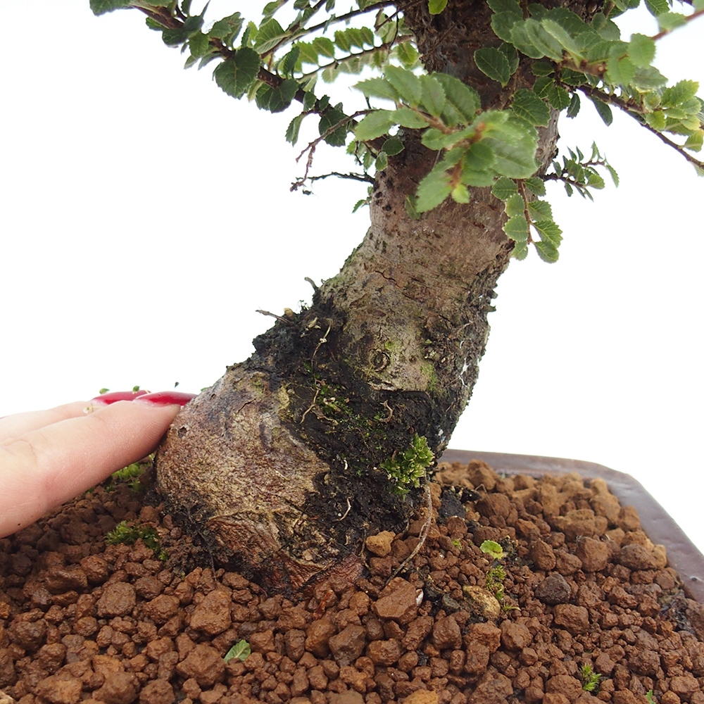 Bonsai da esterno - Ulmus parvifolia Hokkaido - Olmo cinese