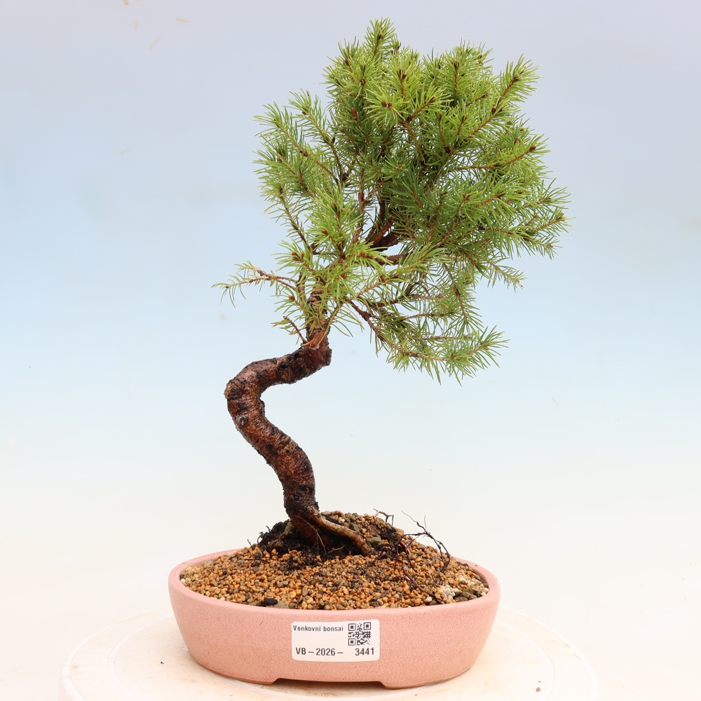 Bonsai da esterno - Abete grigio - Picea glauca globe