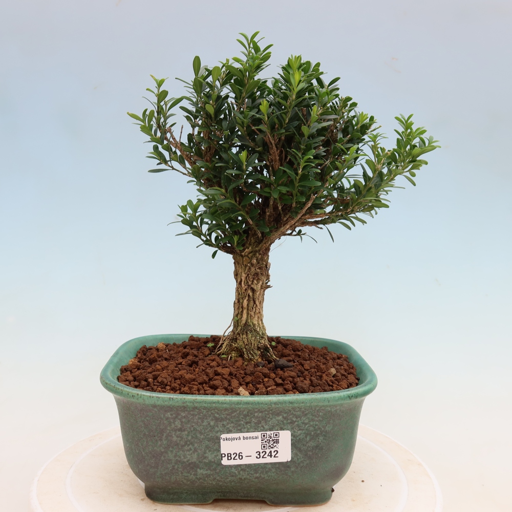 Camera bonsai - Buxus harlandii - buxus da sughero